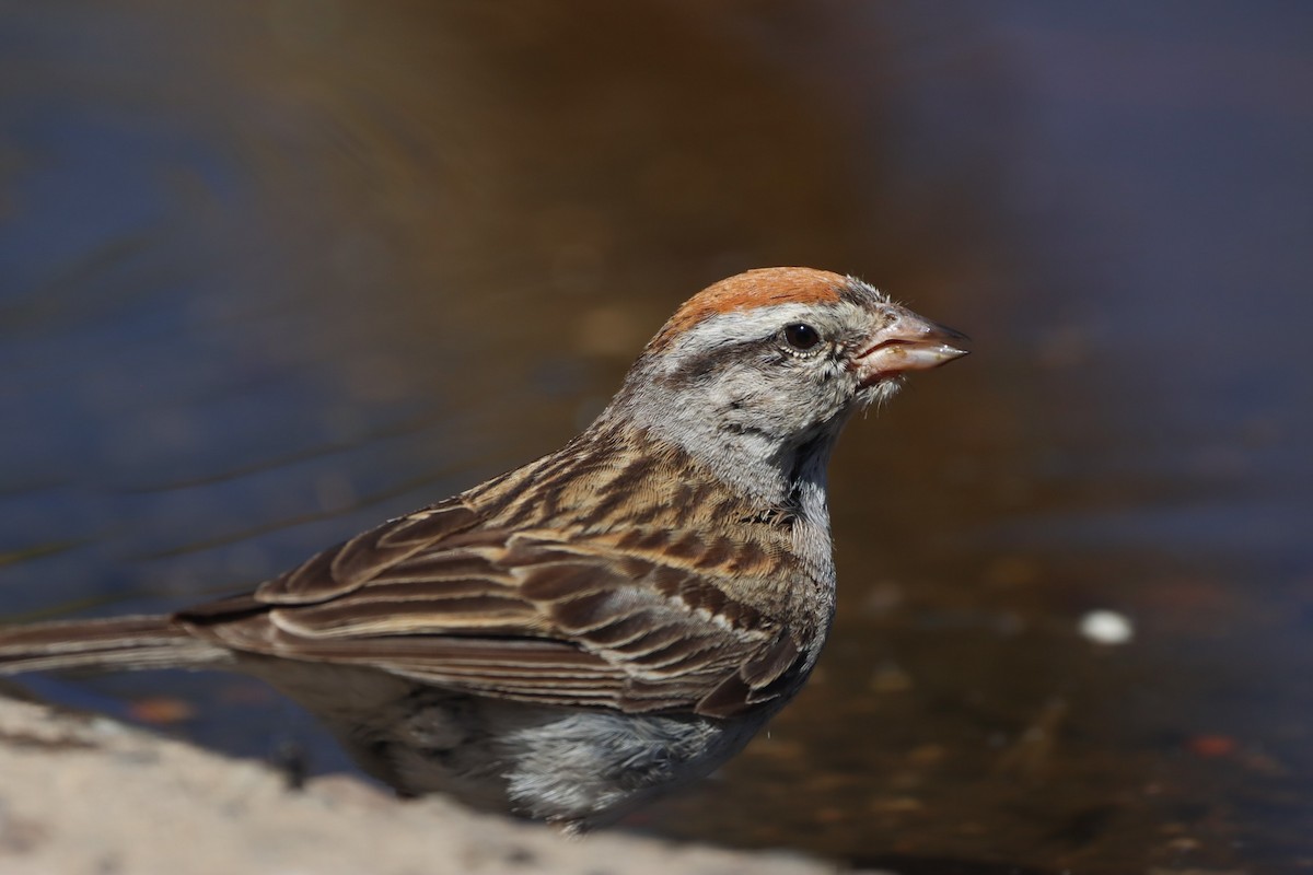 Chipping Sparrow - ML475773651