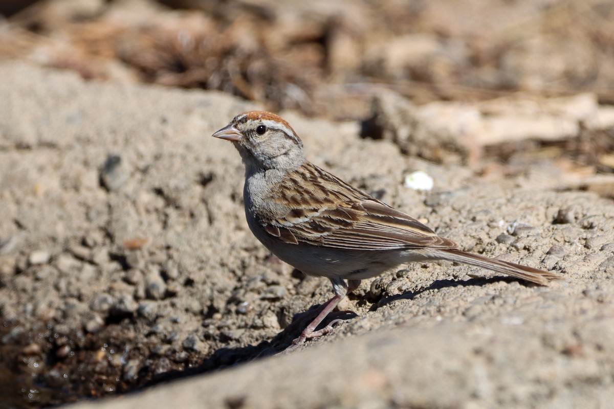 Chipping Sparrow - ML475773671