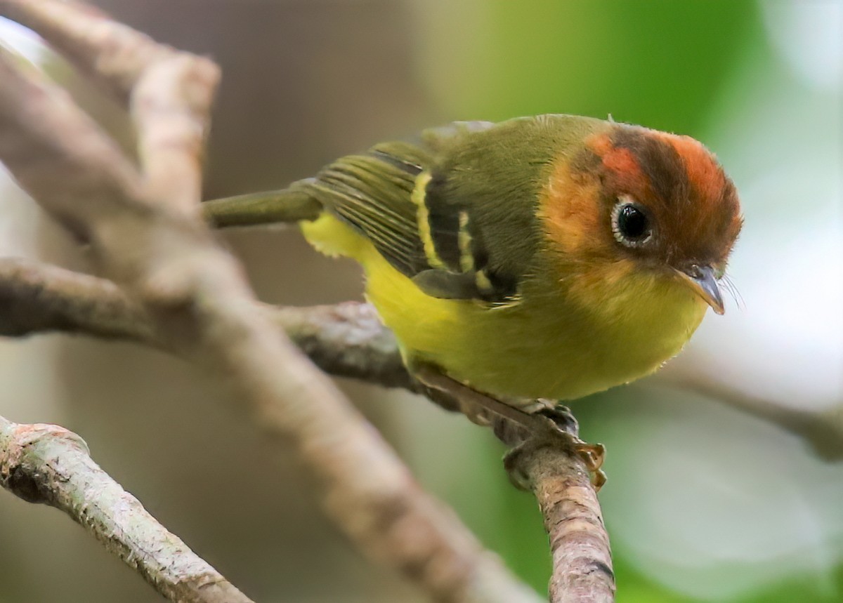 Yellow-breasted Warbler - ML475773731