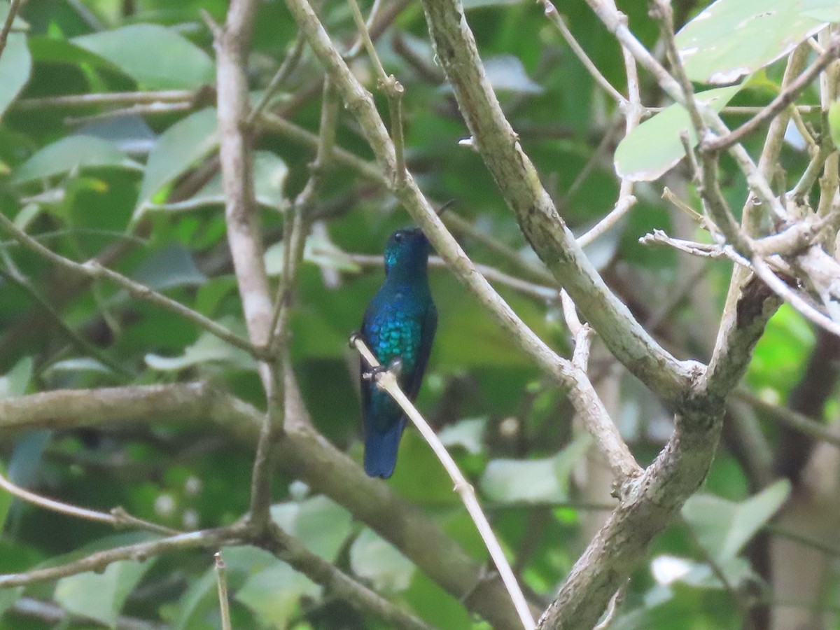 Mavi Gıdılı Kolibri - ML475773981