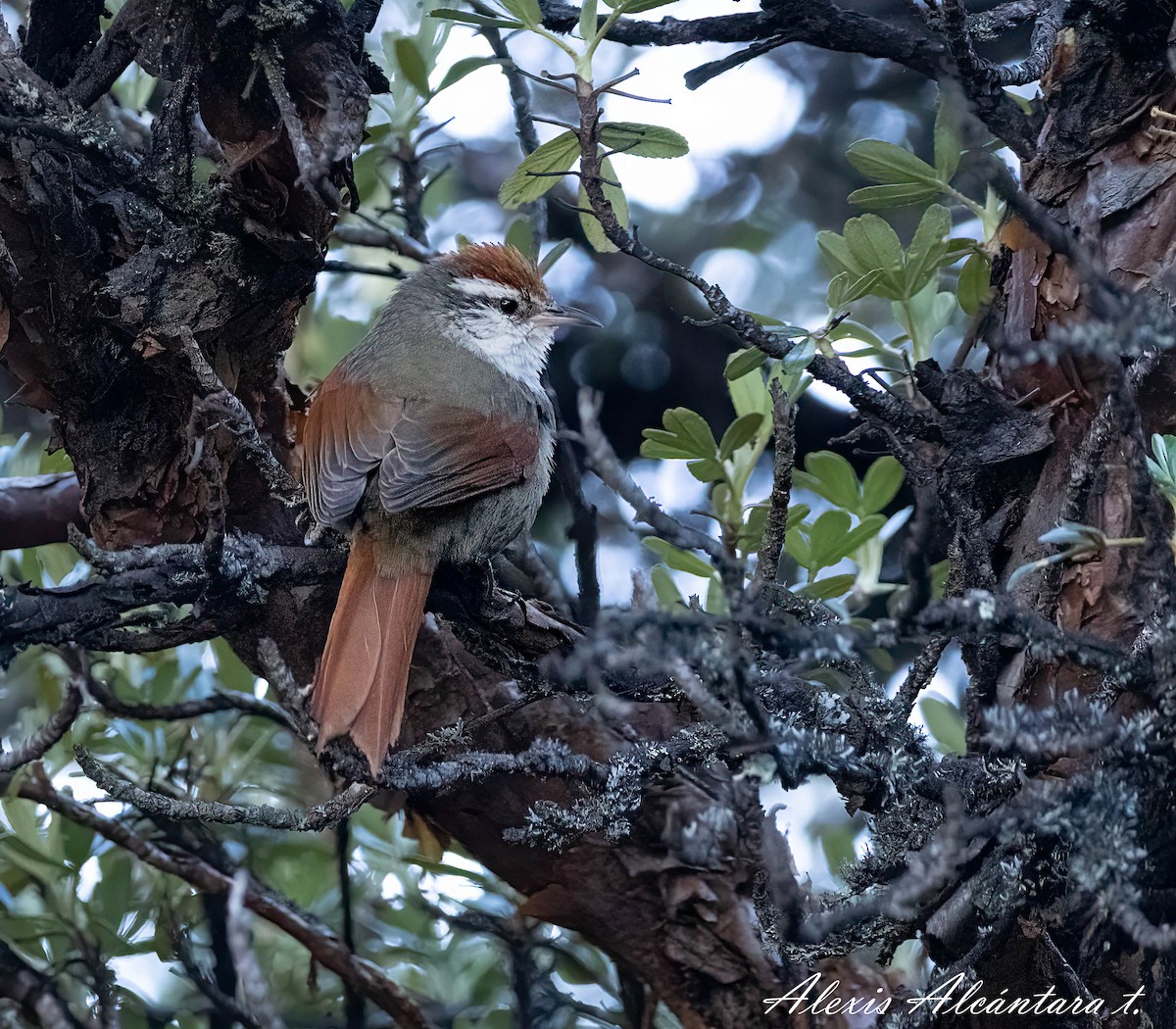 Line-cheeked Spinetail - ML475775531
