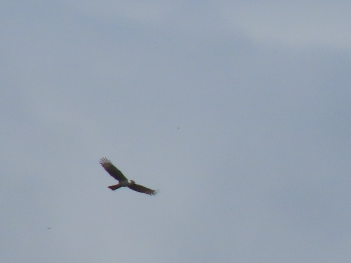 Gray-headed Kite - ML475777151