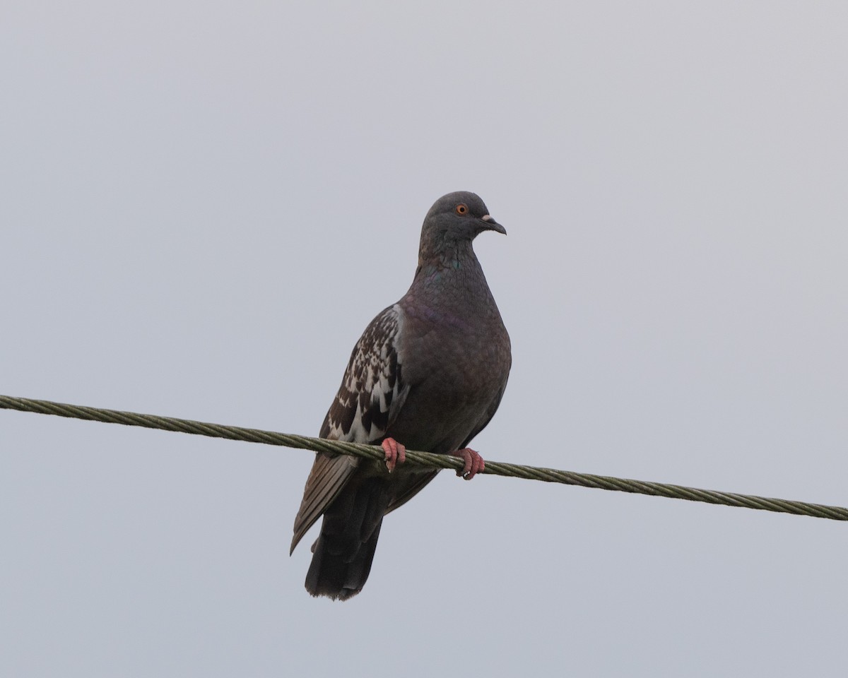 Rock Pigeon (Feral Pigeon) - Anthony Kaduck