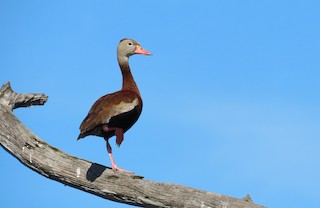 Black-bellied Whistling-Duck, ML475782111