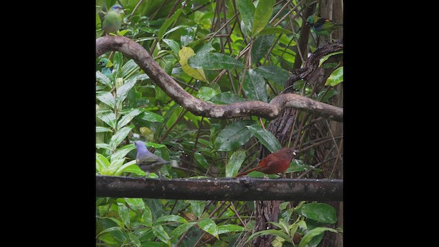 Red-crowned Ant-Tanager - ML475788061
