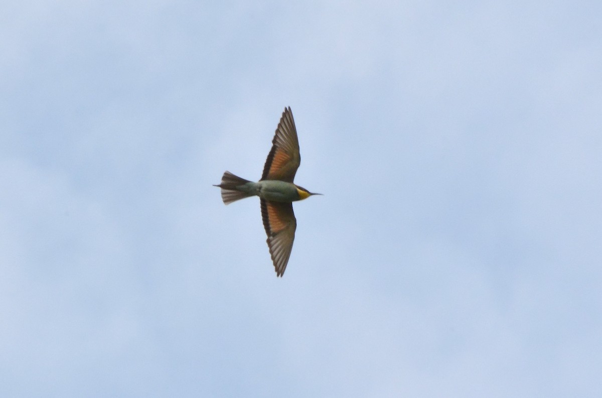 European Bee-eater - ML475788491