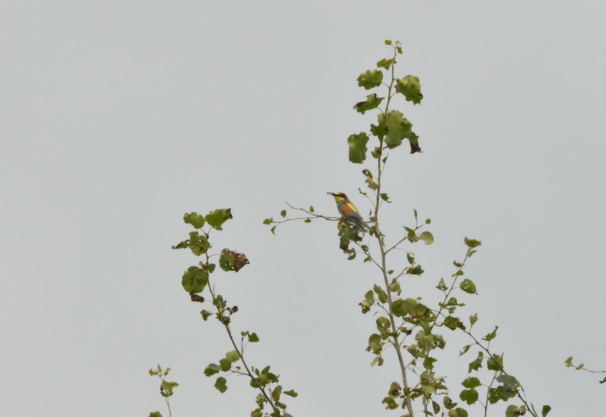 European Bee-eater - ML475788561