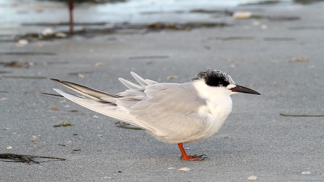  - Forster's Tern