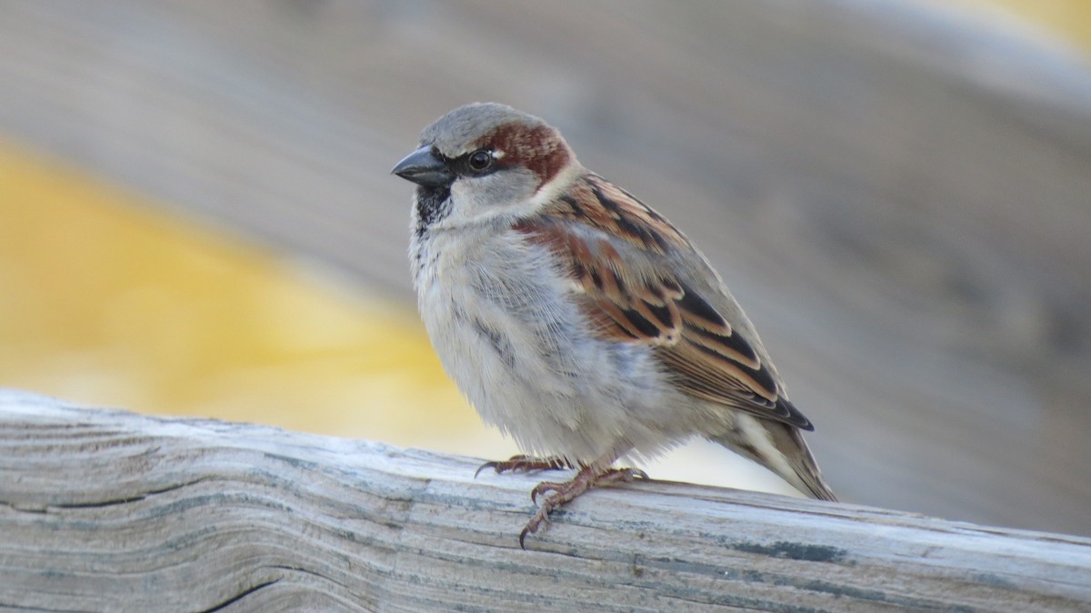 House Sparrow - ML47579581