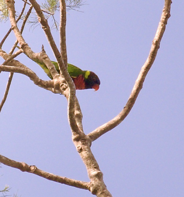 新幾內亞彩虹吸蜜鸚鵡 - ML475796161