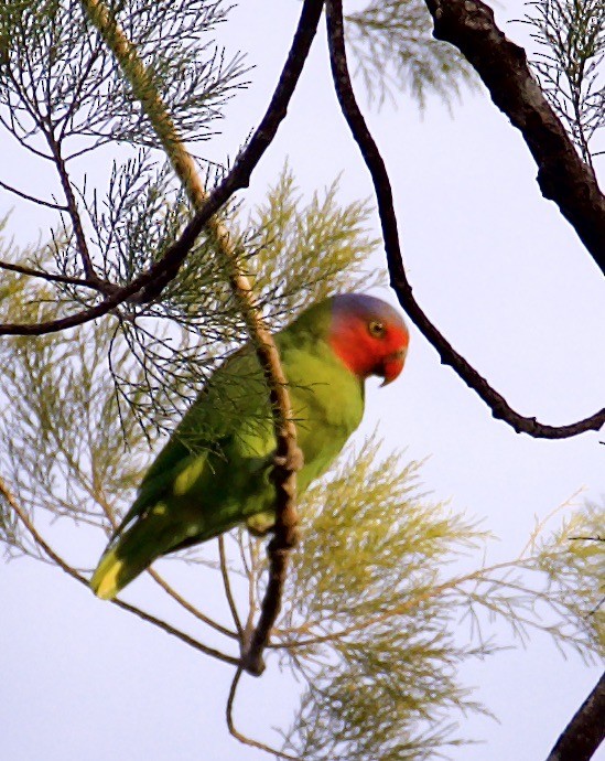 Red-cheeked Parrot - ML475796501