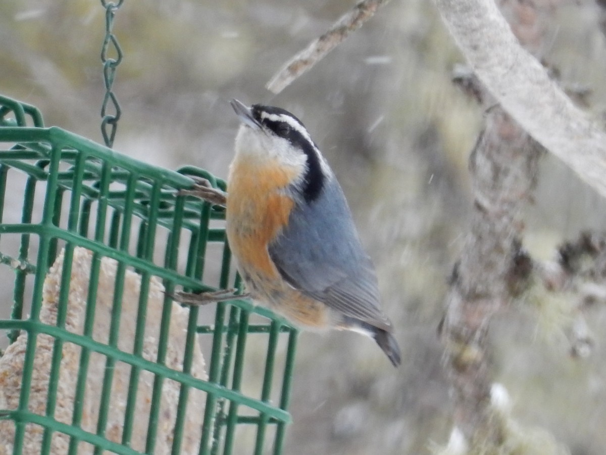 Red-breasted Nuthatch - Peter Paul