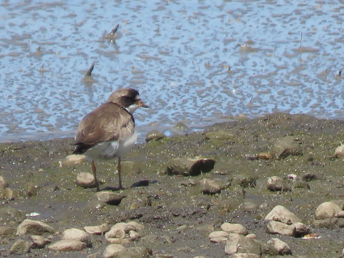 Semipalmated Plover - ML475800461