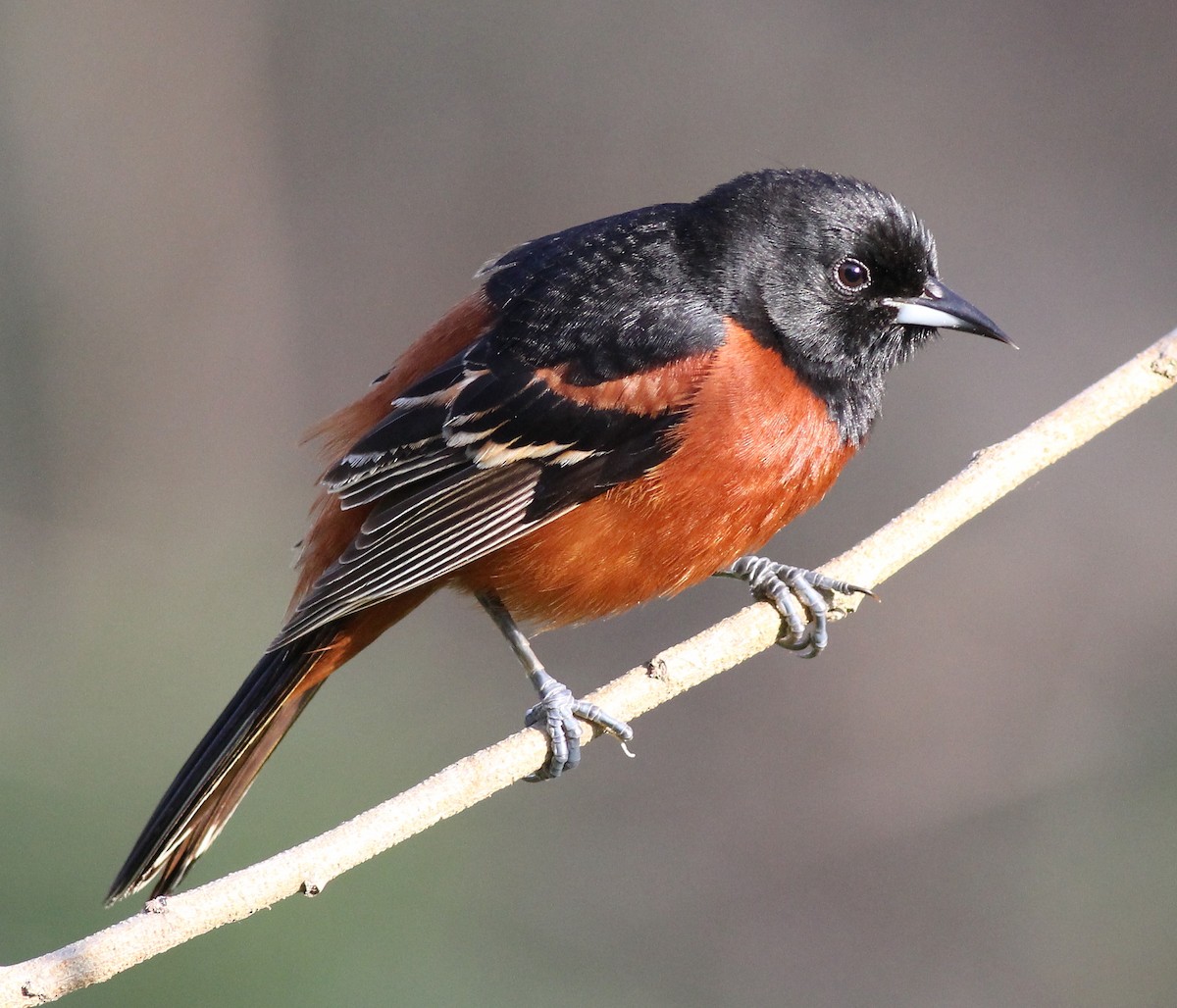 Orchard Oriole - ML47580481