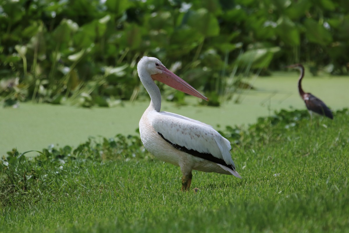 American White Pelican - Philip Andescavage
