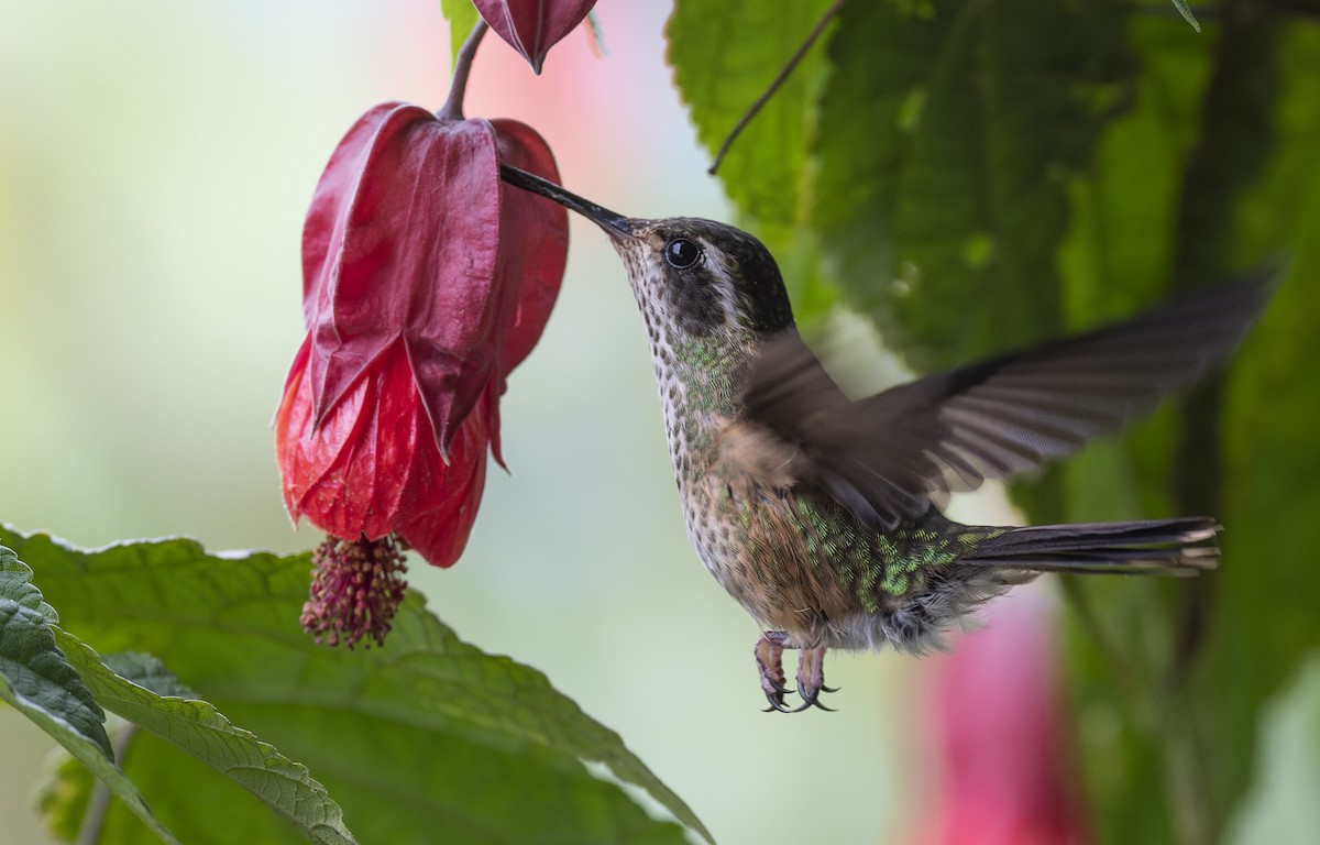 Speckled Hummingbird - Marky Mutchler