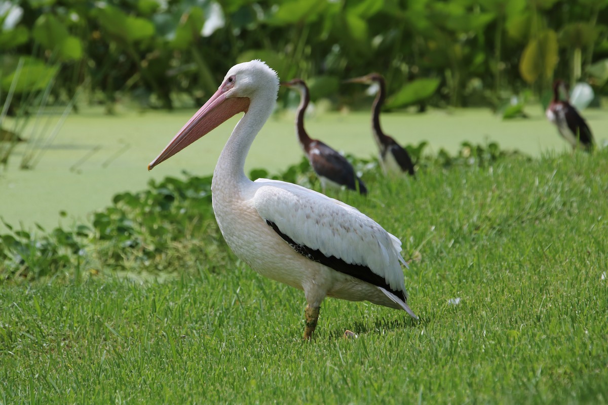 American White Pelican - Philip Andescavage
