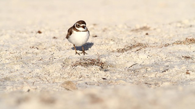 Semipalmated Plover - ML475817