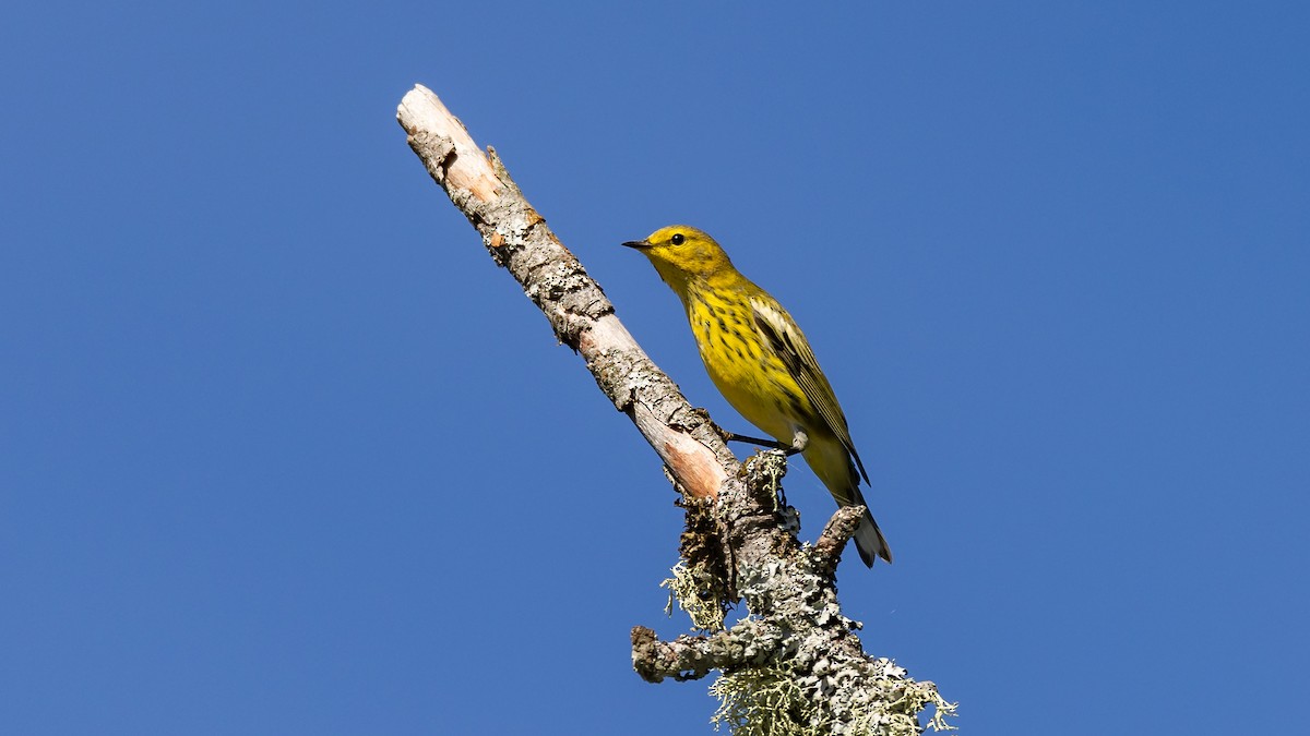 Cape May Warbler - ML475817771