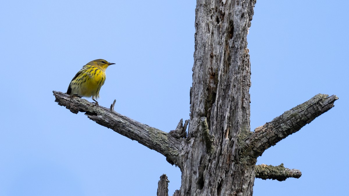 Cape May Warbler - ML475817781