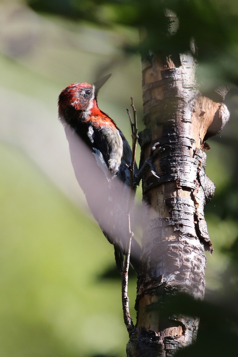 Red-breasted Sapsucker - ML47581901