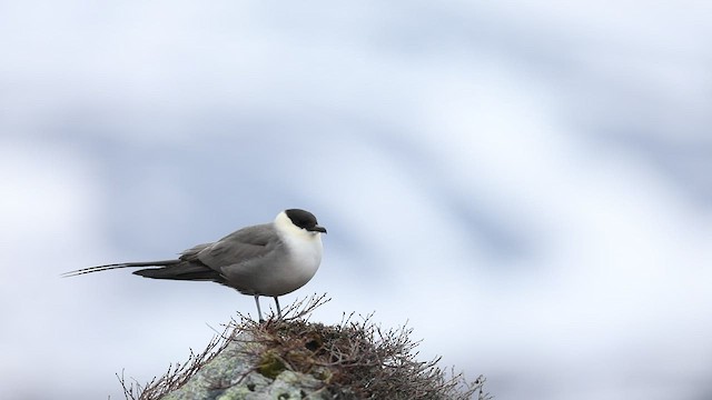Long-tailed Jaeger - ML475820391