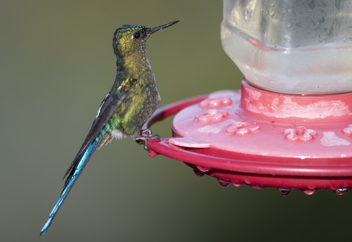 Violet-tailed Sylph - ML475822961