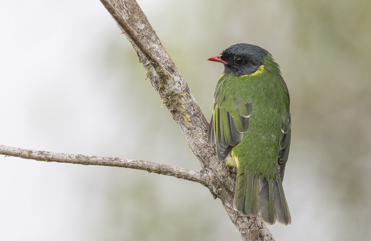 Green-and-black Fruiteater - ML475824181