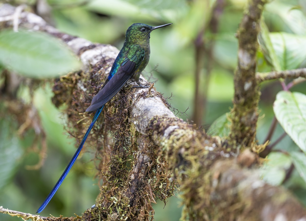 Violet-tailed Sylph - ML475824271