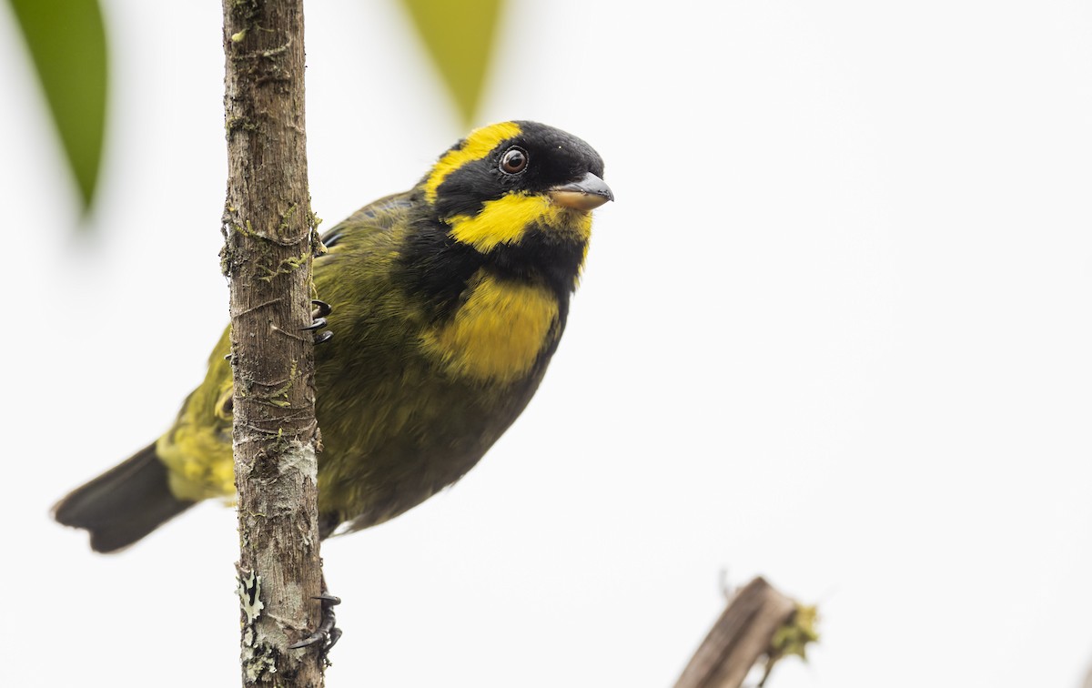 Gold-ringed Tanager - ML475824501