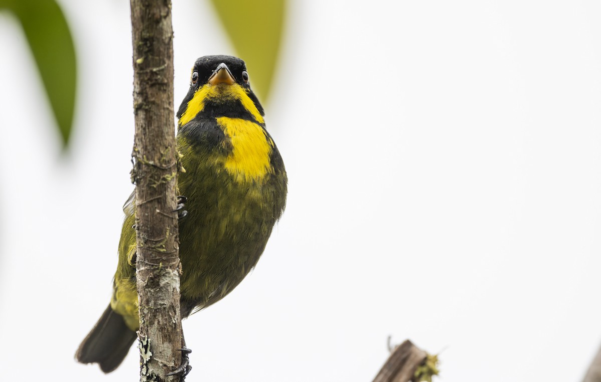 Gold-ringed Tanager - Marky Mutchler