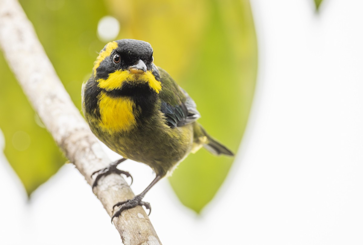 Gold-ringed Tanager - ML475824531