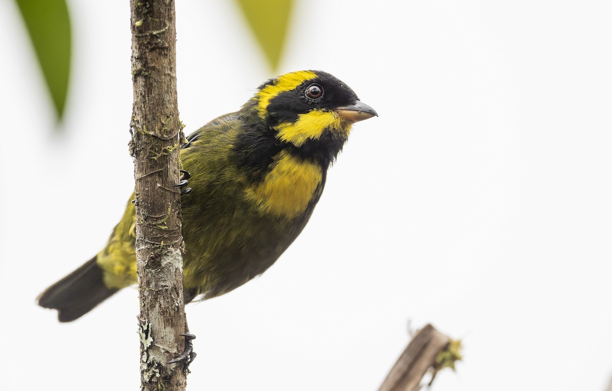 Gold-ringed Tanager - ML475824611