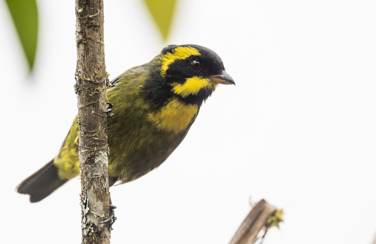 Gold-ringed Tanager - Marky Mutchler