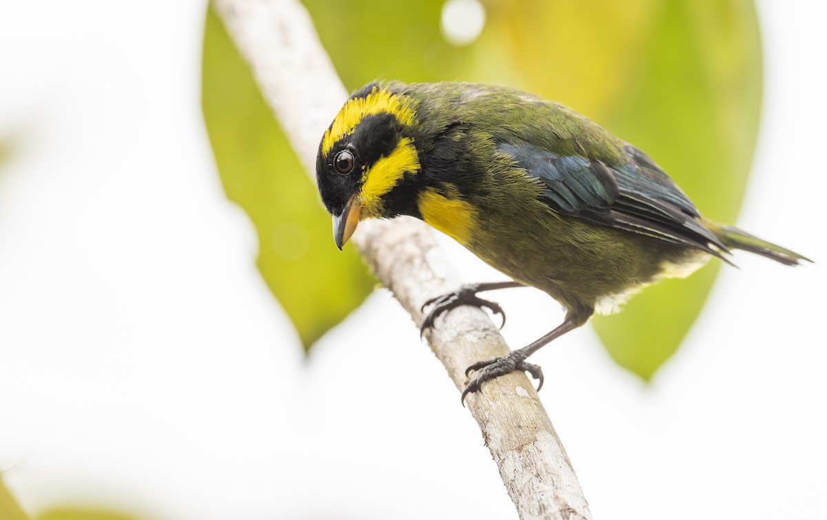 Gold-ringed Tanager - ML475825571
