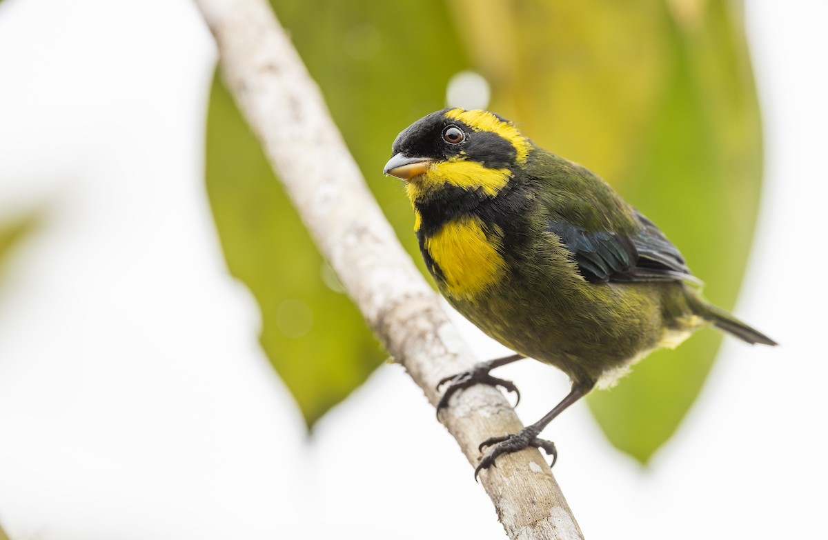 Gold-ringed Tanager - ML475825591