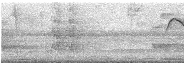 Тиран-крихітка білолобий - ML475827861