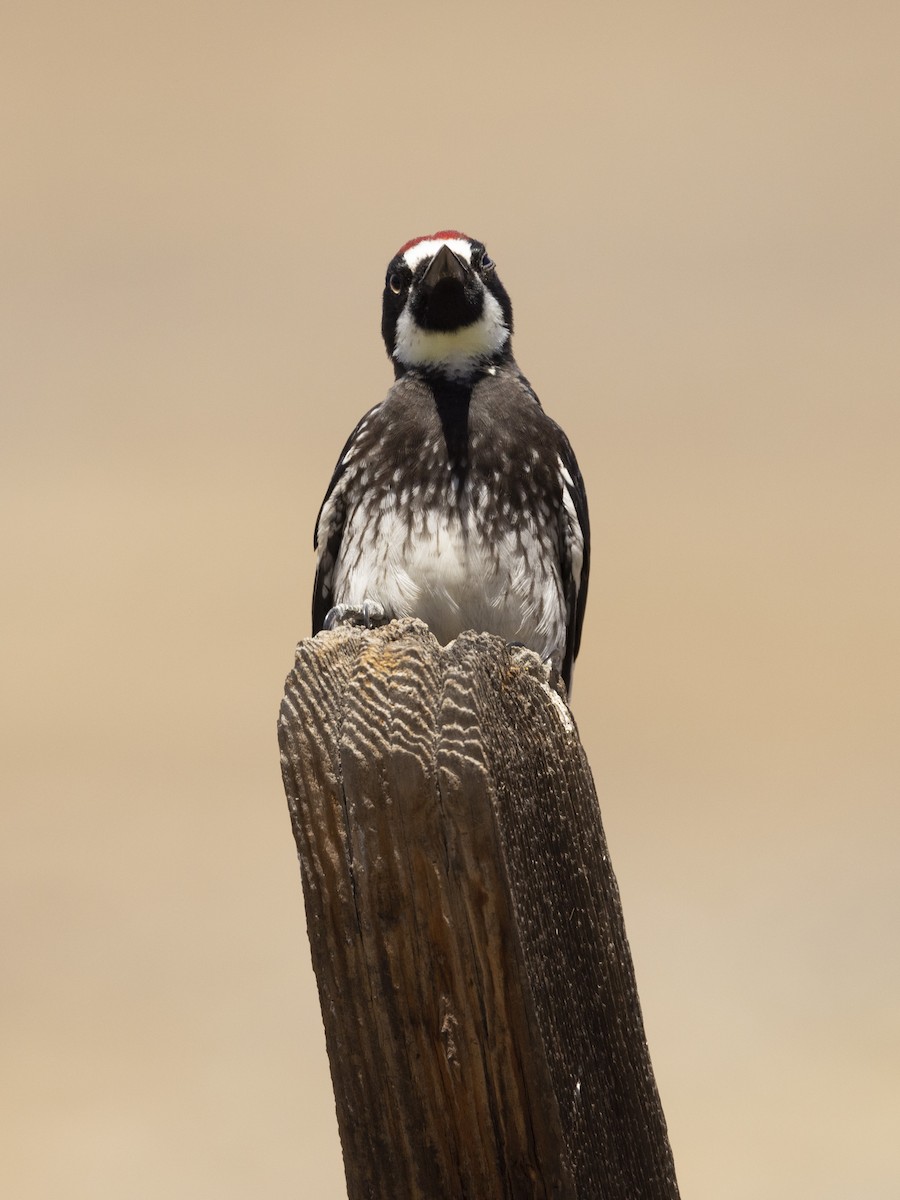 Acorn Woodpecker - ML475830091