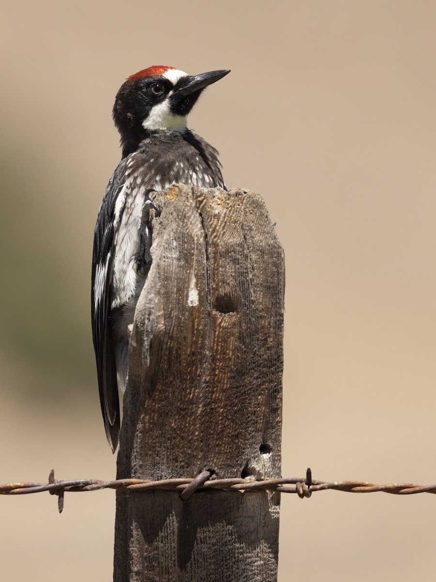 Acorn Woodpecker - ML475830111