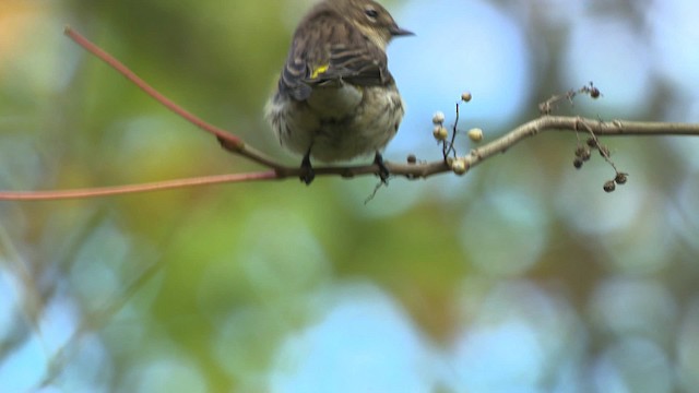 Yellow-rumped Warbler (Myrtle) - ML475832