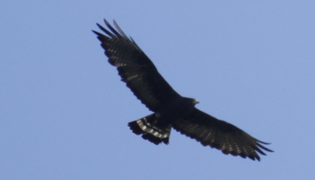 Zone-tailed Hawk - ML475834121
