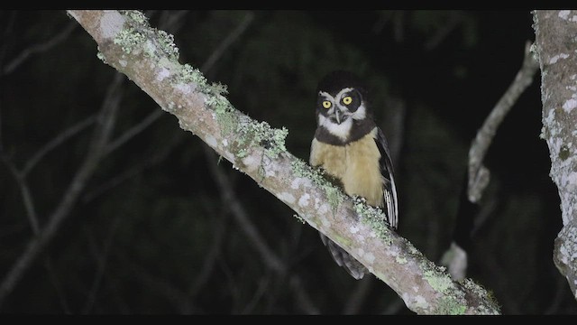 Spectacled Owl - ML475834481