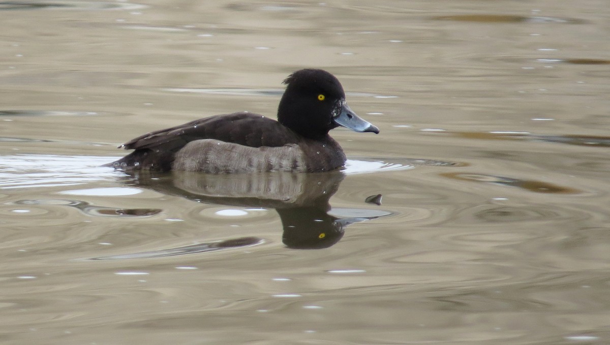 Tufted Duck - ML47583811