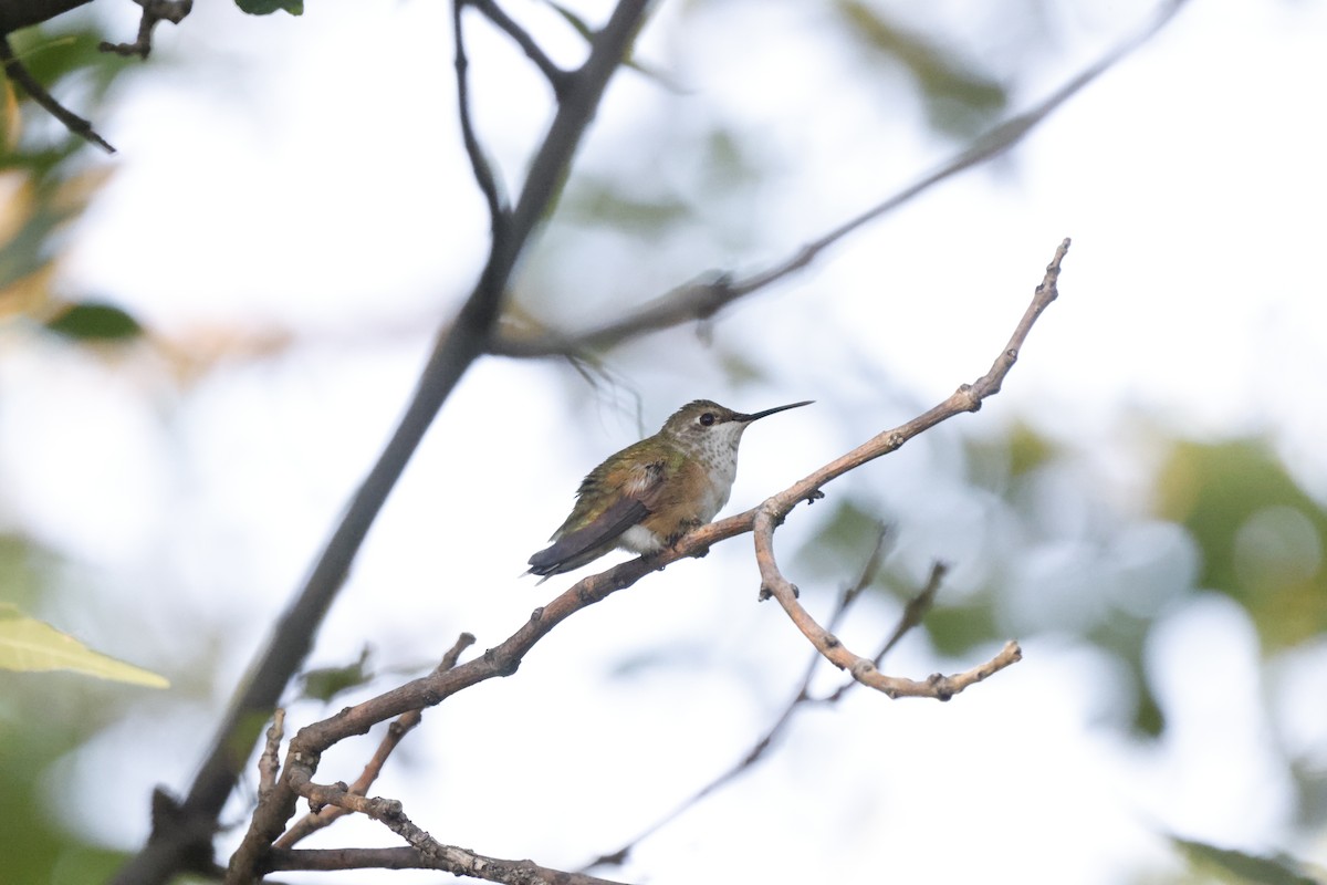 Rufous Hummingbird - ML475840571