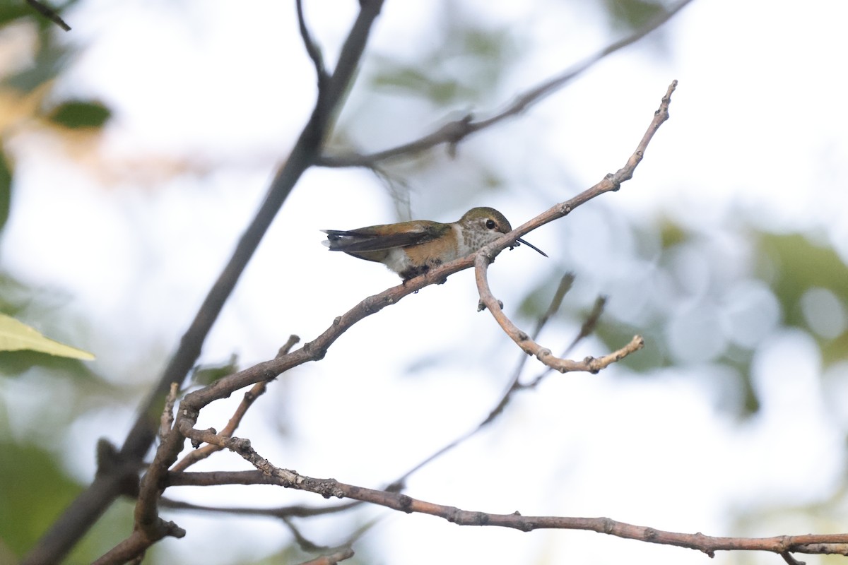 Rufous Hummingbird - Scott Ray