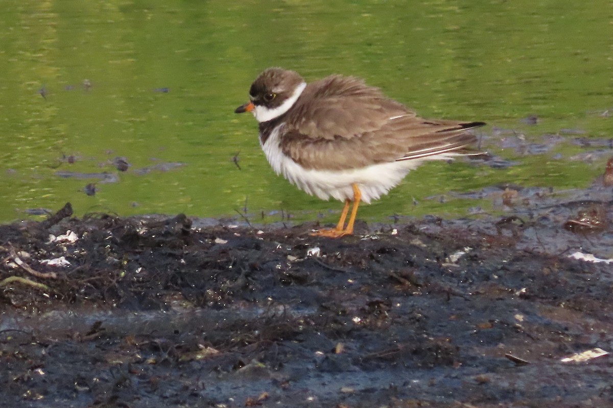 Semipalmated Plover - ML475845061