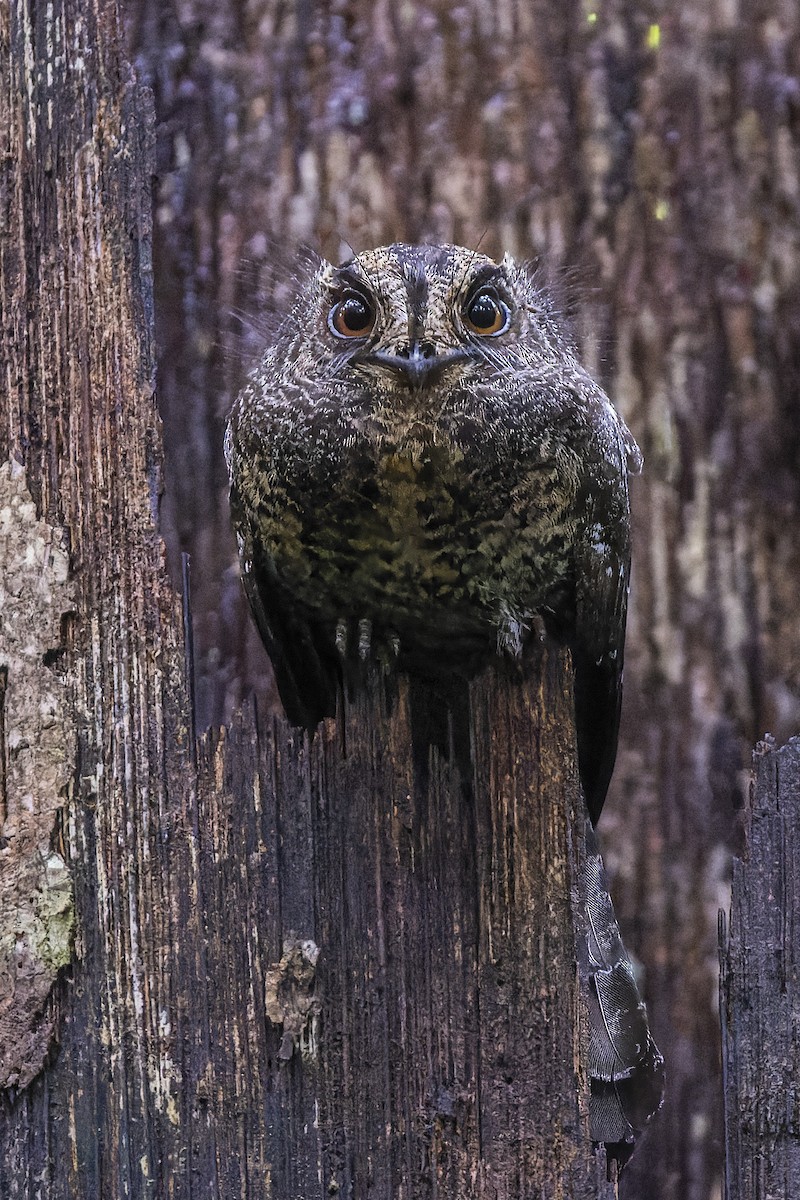 Wallace's Owlet-nightjar - ML475845601