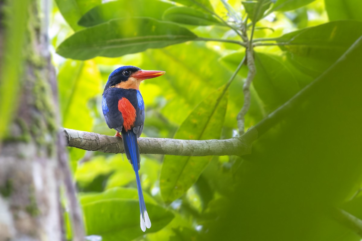 Red-breasted Paradise-Kingfisher - ML475847481