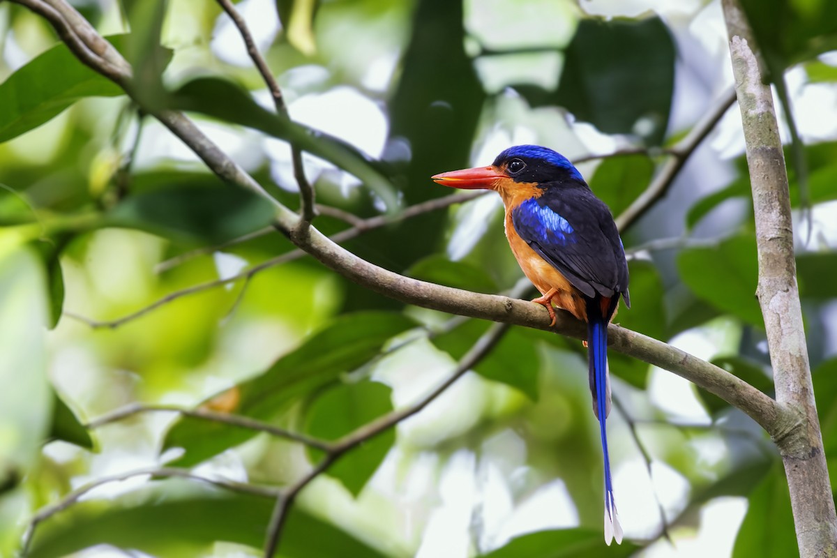 Red-breasted Paradise-Kingfisher - ML475847491