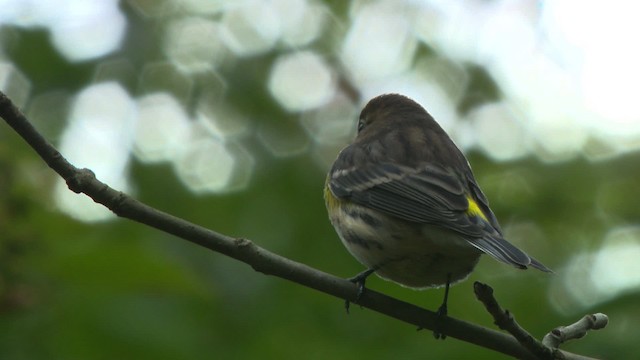 Yellow-rumped Warbler (Myrtle) - ML475852